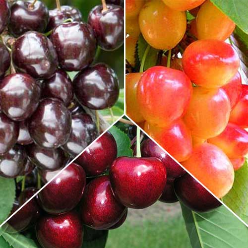 Super ofertă! Cireși Trio, de 3 soiuri imagine 1 articol 7494