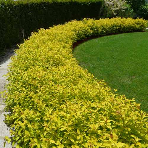 Cununiță japonica White Gold imagine 1 articol 4480