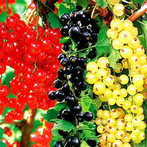 Super ofertă! Coacăzi Trio, 3 soiuri imagine 1 articol 7585