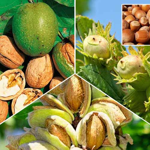 Nucifere, set de 3 soiuri imagine 1 articol 7476