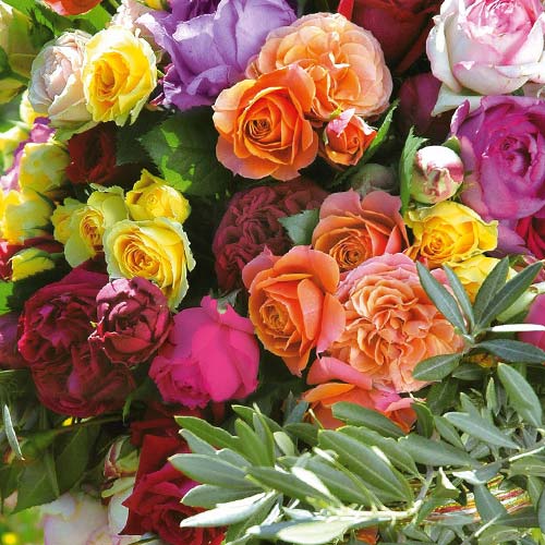 Super-ofertă ! Set de trandafiri teahibrizi Parfum Mix - 5 butași imagine 1 articol 2721