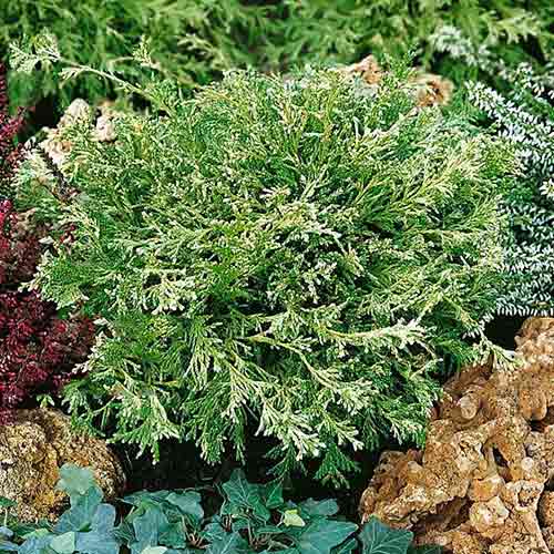 Chiparos White Beauty imagine 1 articol 4499