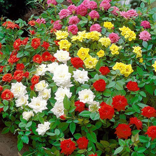 Super-ofertă ! Set de trandafiri floribunda Color Mix de 5 soiuri imagine 1 articol 2718