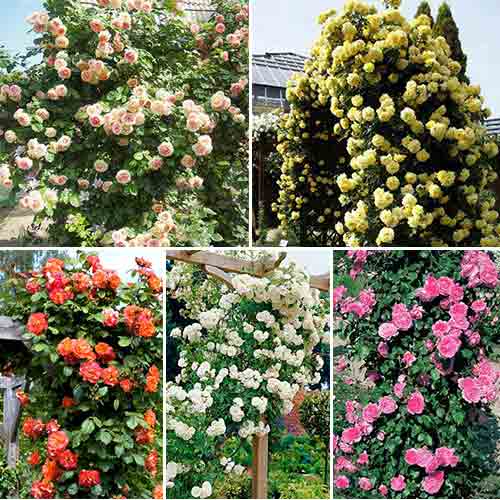 Super ofertă! Trandafiri urcători Simfonia trandafirilor, set de 5 soiuri  imagine 1 articol 2762