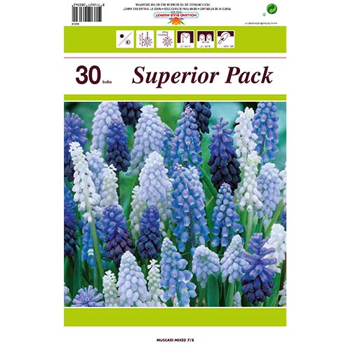 Super oferta! Szafirek, zestaw 30 cebul interface.image 1 interface.art 67933