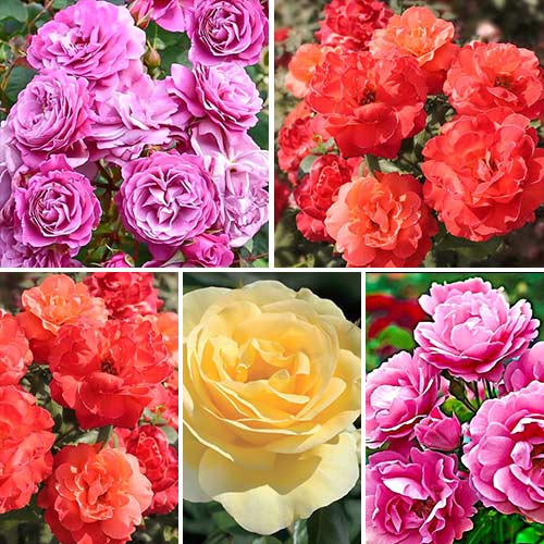 Super ofertă! Trandafiri floribunda Color mix, de 5 soiuri imagine 1 articol 2262