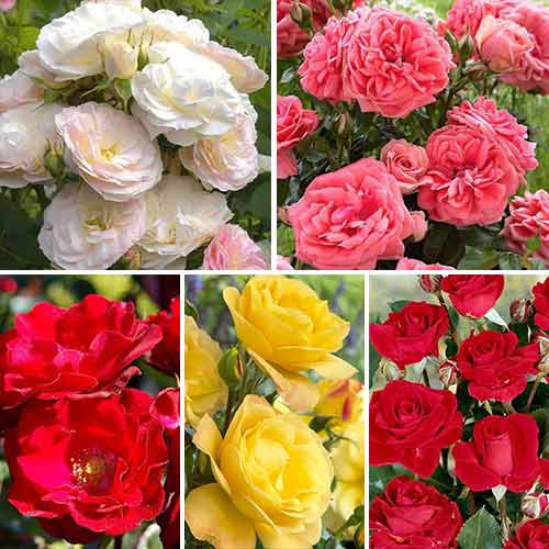 Super ofertă! Trandafiri floribunda Color mix, set de 5 soiuri imagine 1 articol 3689