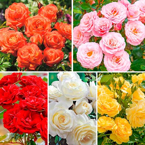 Ofertă specială! Trandafiri floribunda Magic colors, set de 5 soiuri imagine 1 articol 3617