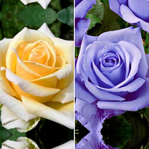 Super ofertă! Trandafiri teahibrizi Duo, set de 2 soiuri imagine 1 articol 3638