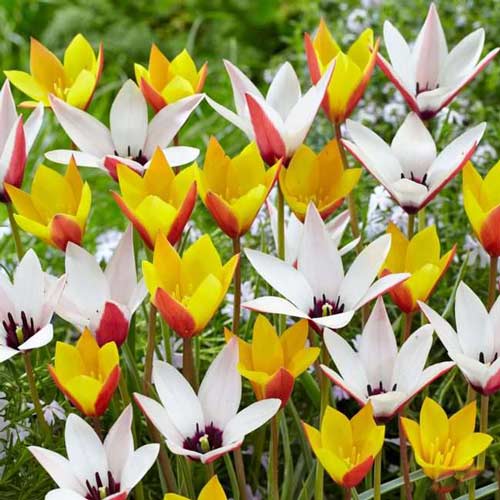 Super oferta! Tulipan botaniczny, zestaw 25 cebul interface.image 1 interface.art 67929