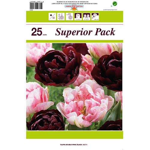 Super oferta! Tulipan pełny, zestaw 2 odmian interface.image 1 interface.art 70315