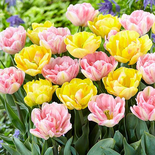 Super oferta! Tulipan pełny, zestaw 25 cebul interface.image 1 interface.art 67926