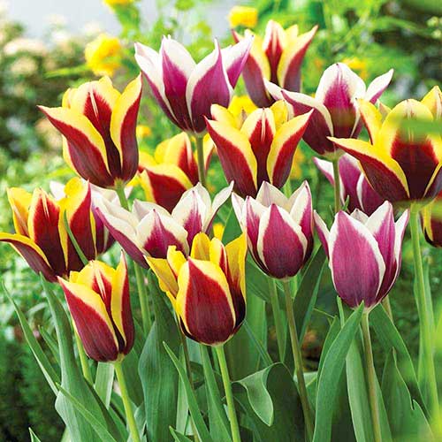 Super oferta! Tulipan Triumph, zestaw 2 odmian interface.image 1 interface.art 67924