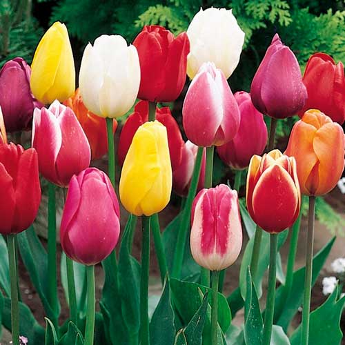 Super oferta! Tulipan Triumph, zestaw 50 cebul interface.image 1 interface.art 67936