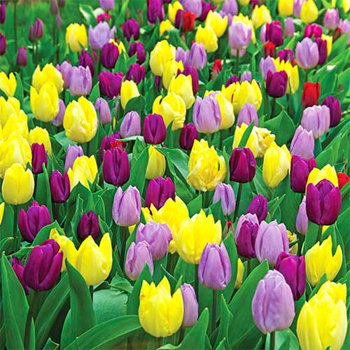 Super oferta! Tulipan wczesny, zestaw 18 cebul interface.image 1 interface.art 67914
