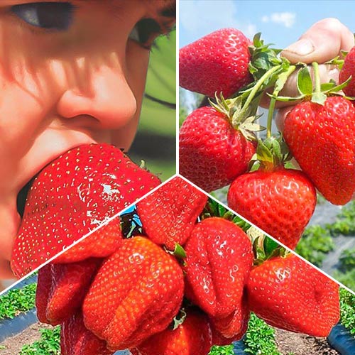 Super ofertă! Căpşuni Vintage mix, set de 3 soiuri imagine 1 articol 9838