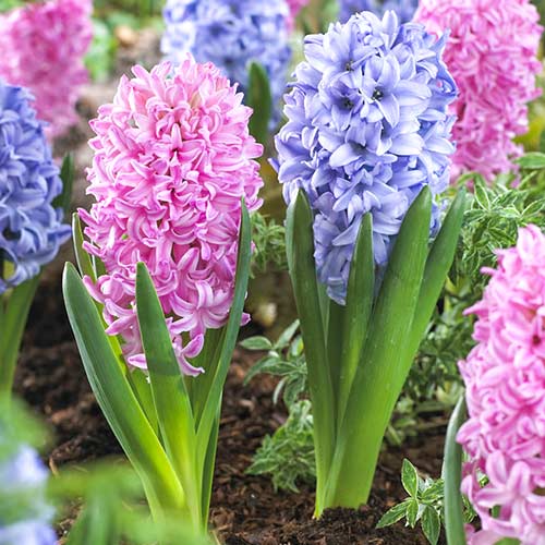 Super ofertă! Zambile, set de 2 soiuri imagine 1 articol 67909