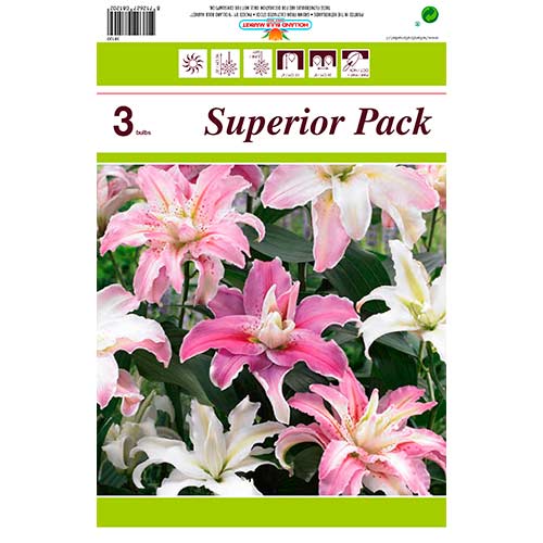 Super oferta! Lilia orientalna, zestaw 3 cebulek interface.image 1 interface.art 76473