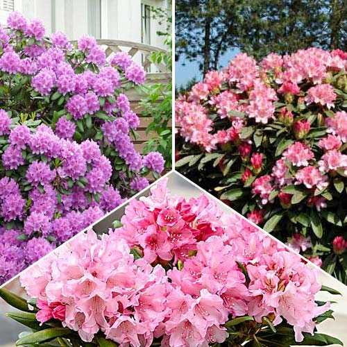 Super oferta! Zestaw Rhododendronów, 3 sadzonki interface.image 1 interface.art 9112