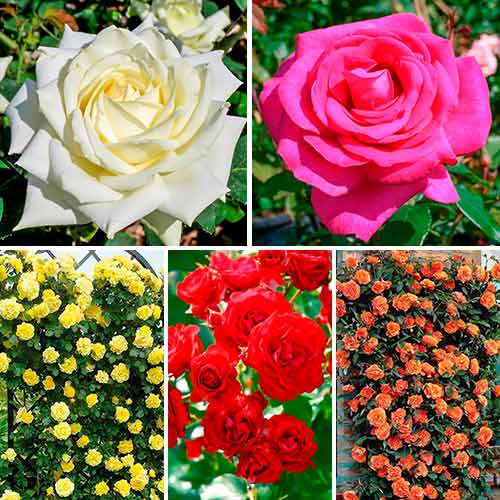 Super oferta! Zestaw róż Flower symphony, zestaw 5 sadzonek interface.image 1 interface.art 5212