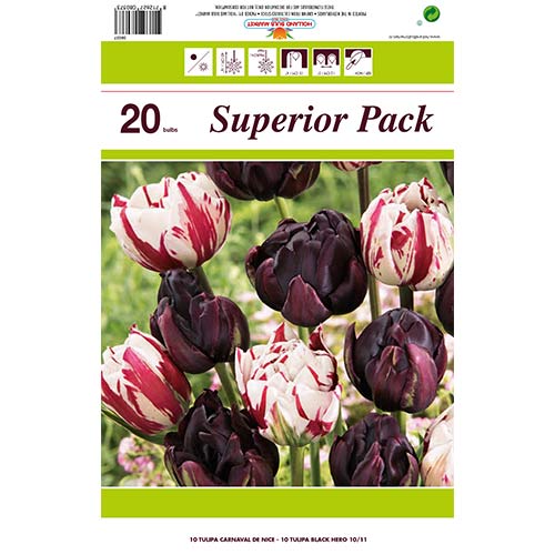 Super oferta! Tulipan pełny Magic Color, zestaw 2 odmian interface.image 1 interface.art 67559