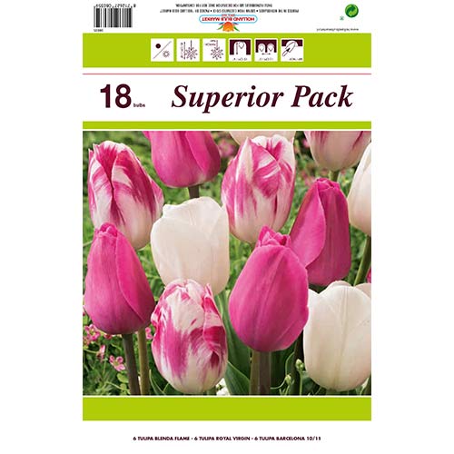 Super oferta! Tulipan Morning Star, zestaw 18 cebul interface.image 1 interface.art 67560