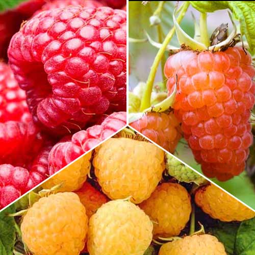 Super ofertă! Zmeuri gigant, set de 3 soiuri imagine 1 articol 8102