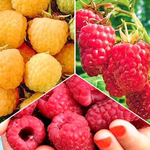 Super ofertă! Zmeuri remontanți, set de 3 soiuri imagine 1 articol 8108