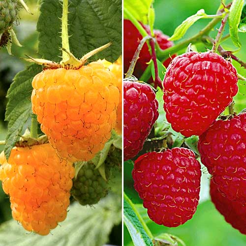 Super ofertă! Zmeuri Maxi Taste, set de 2 soiuri imagine 1 articol 7583