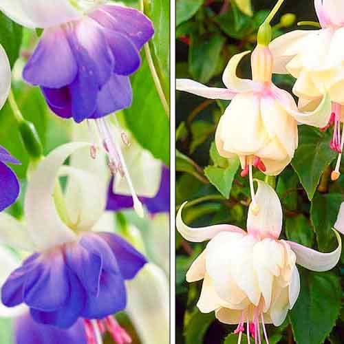 Супер предложение! Фуксия, комплект от 2 разновидности изображение 1 артикул 76708