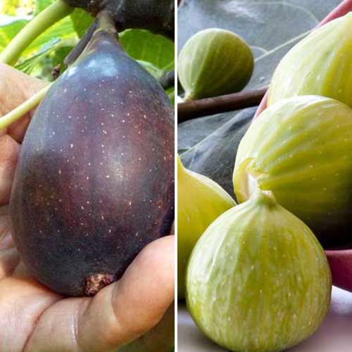 Супер предложение! Комплект Фикуси, 2 разсада изображение 1 артикул 4880