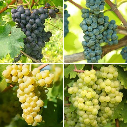 Супер оферта! Комплект 'Гроздово изкушение', 4 сорта изображение 1 артикул 4904