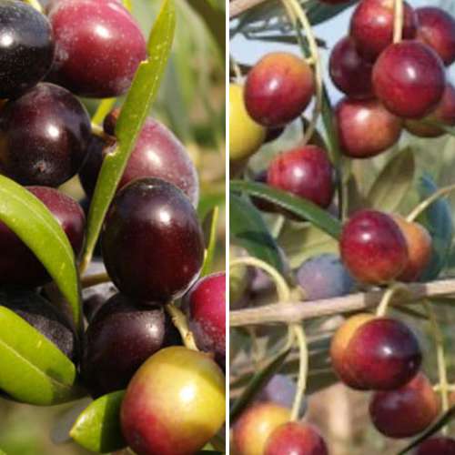 Супер оферта! Комплект Маслиново дърво, 2 сорта изображение 1 артикул 4882