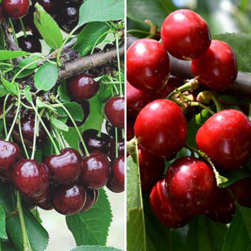 Супер оферта! Комплект Плодовито лято, 2 разсада изображение 1 артикул 4874