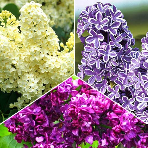 Super-ofertă! Set de "Liliac parfumat" de 3 soiuri imagine 1 articol 2440