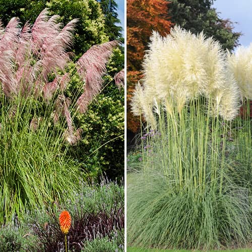 Супер оферта! Пампаска трева, комплект от 2 сорта изображение 1 артикул 5420