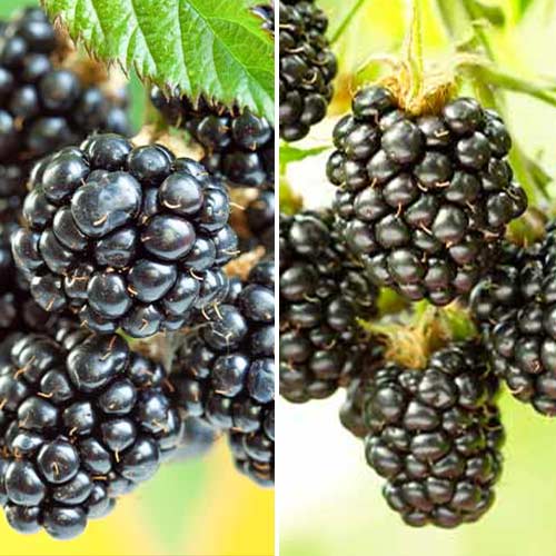 Супер оферта! Комплект Дует от къпини, 2 разсада изображение 1 артикул 5390