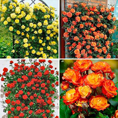 Супер предложение! Комплект от рози Tango, комплект от 4 разсада изображение 1 артикул 5213