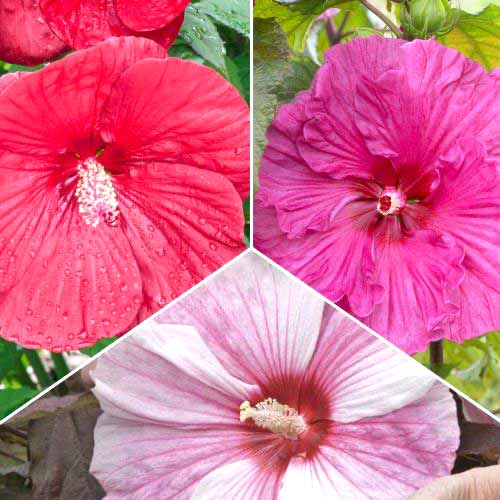 Super zestaw! Hibiskus bylinowy, zestaw 3 odmian interface.image 1 interface.art 70492