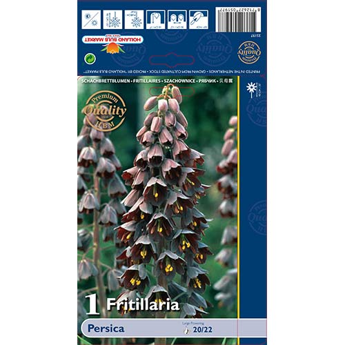 Szachownica (Fritillaria) Perska interface.image 1 interface.art 68024