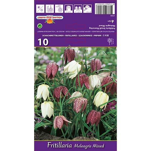 Szachownica kostkowata (Fritillaria), mieszanka interface.image 1 interface.art 68102