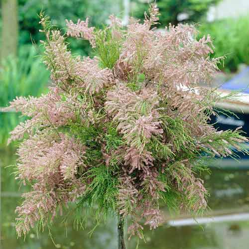 Cătină ornamentală roșie imagine 1 articol 67946