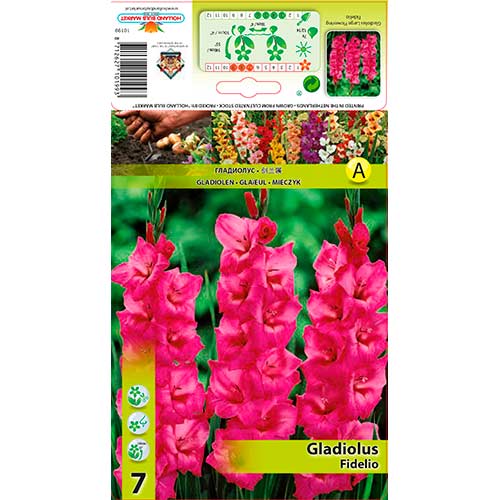Gladiola (Mieczyk) Fidelio interface.image 1 interface.art 76246