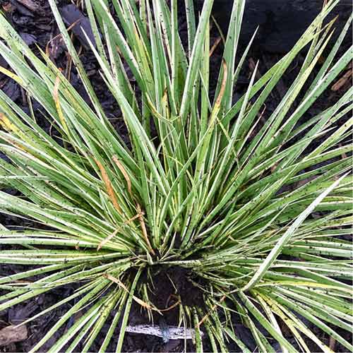 Tatarak trawiasty Argenteostriatus interface.image 1 interface.art 01304