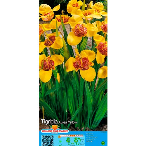 Tigridia Yellow imagine 1 articol 76505