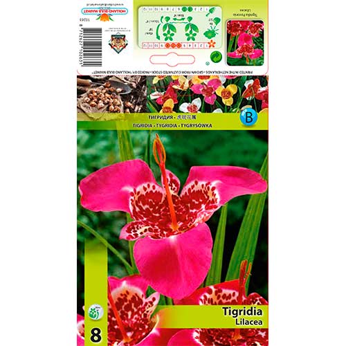 Тигридия Lilacea изображение 1 артикул 70451