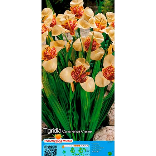 Tigridia Creme imagine 1 articol 76501