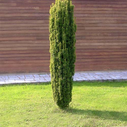 Tisa Fastigiata imagine 1 articol 9411