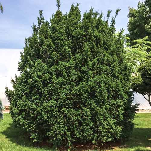 Tisa Hicksi imagine 1 articol 9463