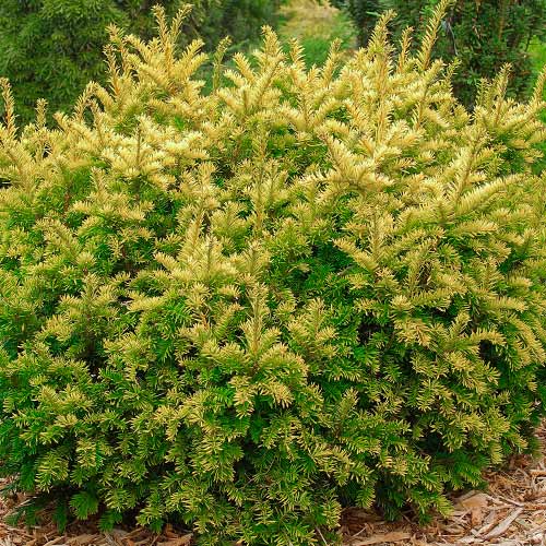 Tisa Summergold imagine 1 articol 9449